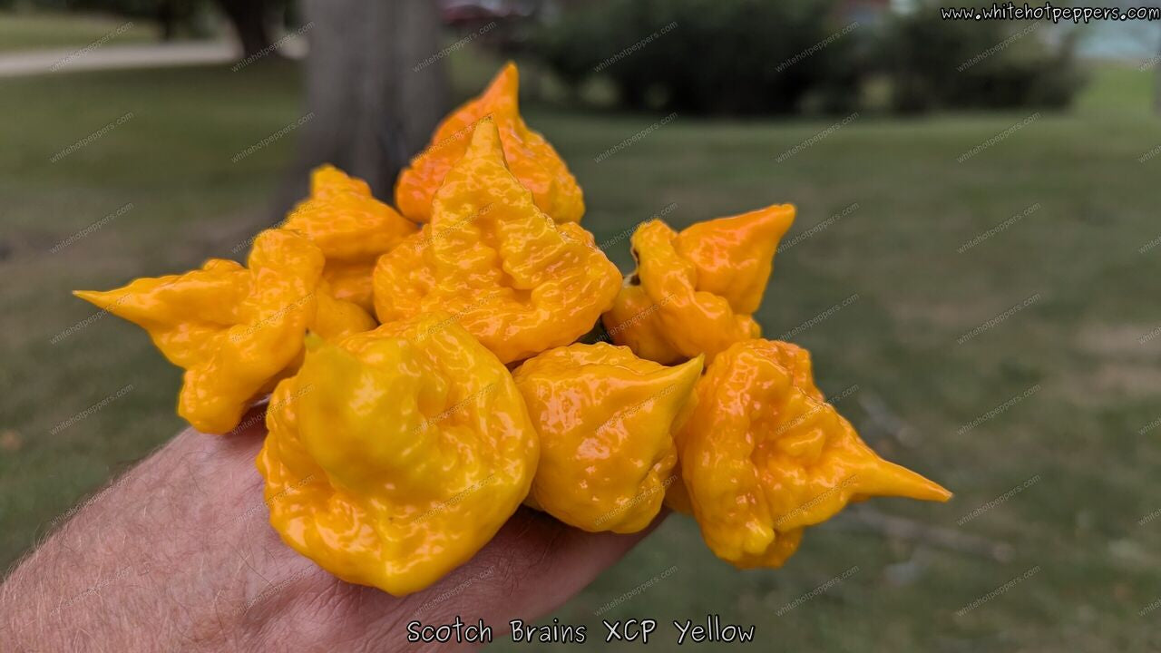 Scotch Brains XCP Yellow - Pepper Seeds - White Hot Peppers