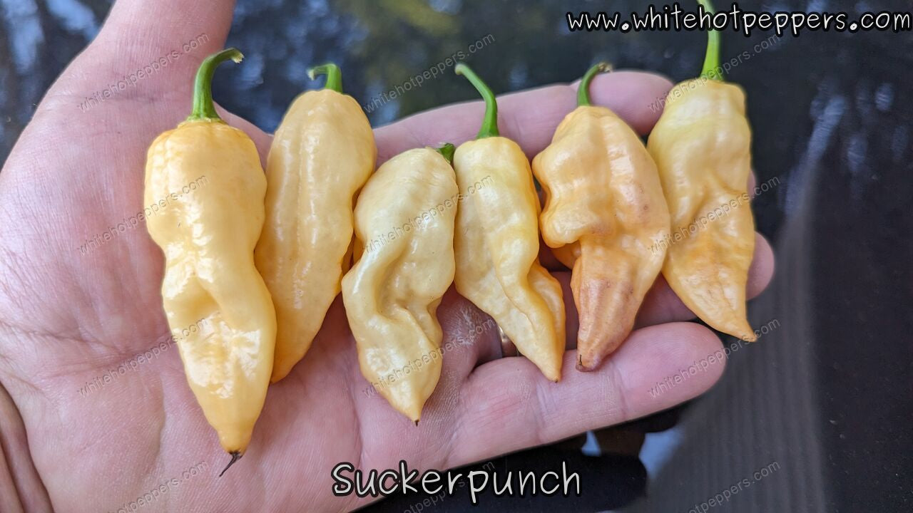 Suckerpunch - Pepper Seeds - White Hot Peppers