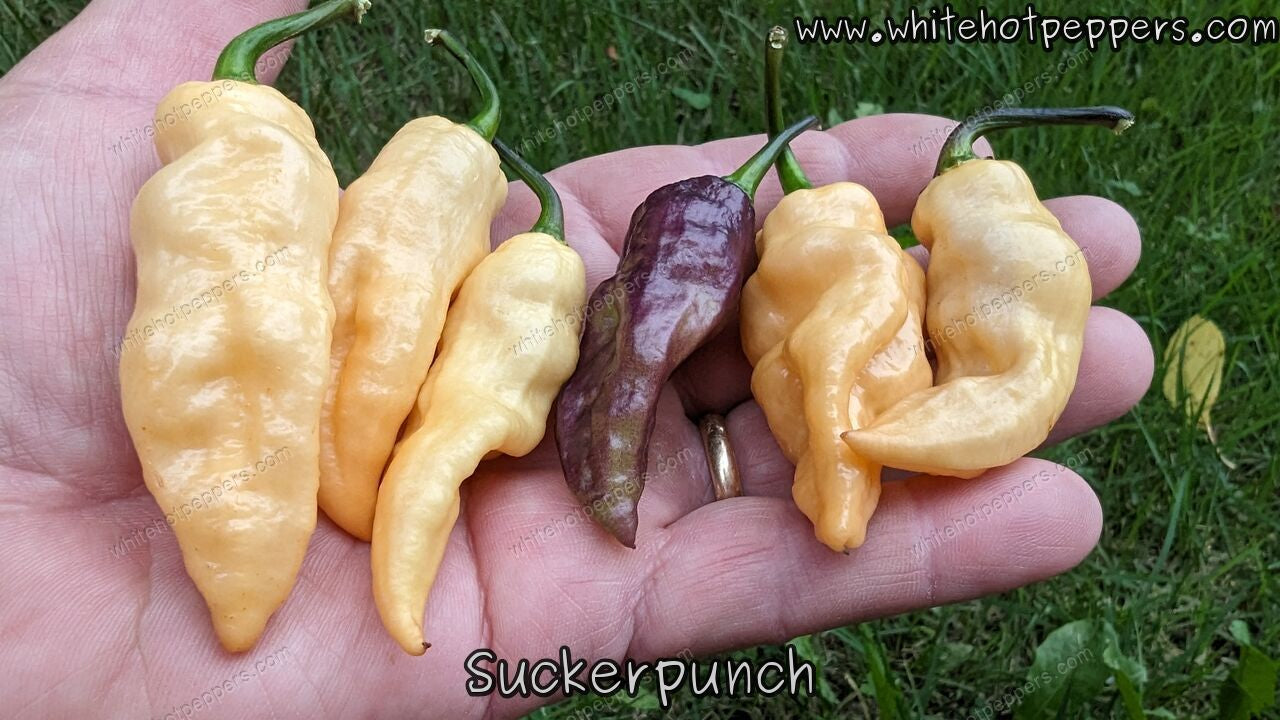 Suckerpunch - Pepper Seeds - White Hot Peppers
