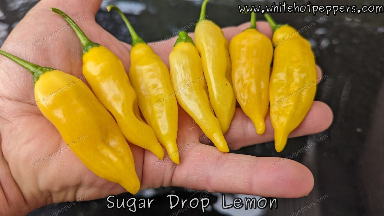 Sugar Drop Lemon - Pepper Seeds - White Hot Peppers