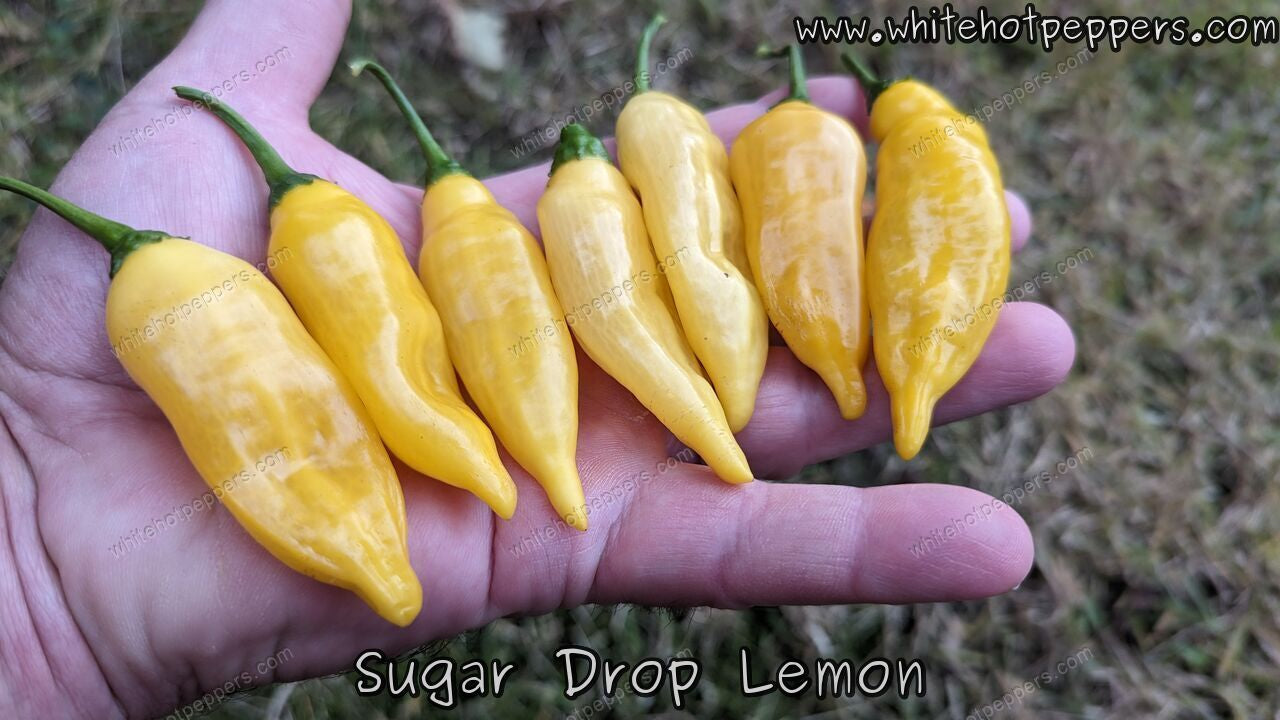 Sugar Drop Lemon - Pepper Seeds - White Hot Peppers