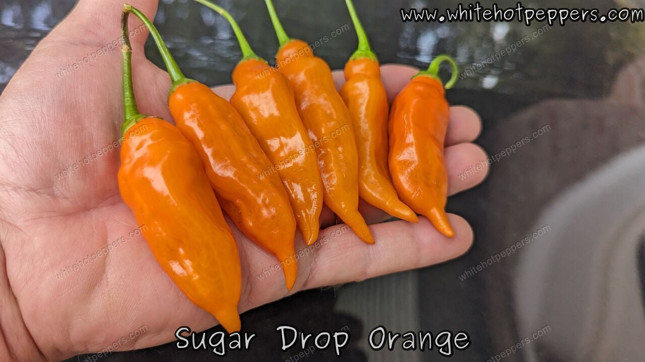 Sugar Drop Orange - Pepper Seeds - White Hot Peppers