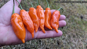 Sugar Drop Orange - Pepper Seeds - White Hot Peppers