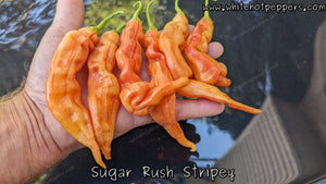 Sugar Rush Stripey - Pepper Seeds - White Hot Peppers