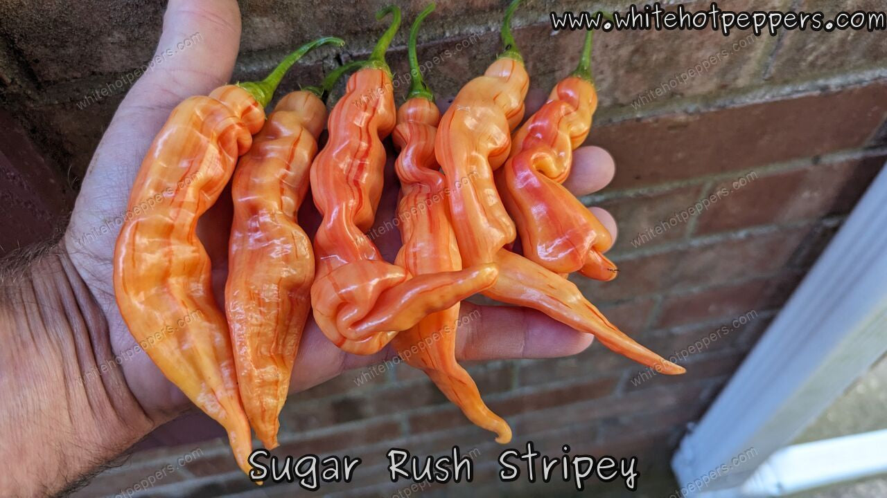 Sugar Rush Stripey - Pepper Seeds - White Hot Peppers