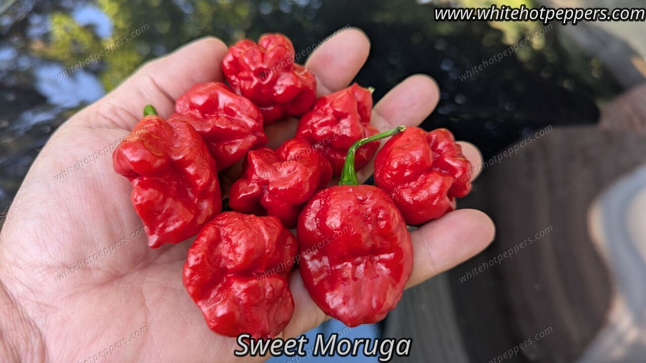 Sweet Moruga - Pepper Seeds - White Hot Peppers