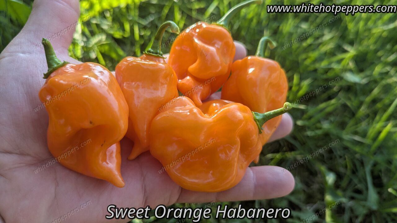 Sweet Orange Habanero - Pepper Seeds - White Hot Peppers