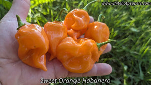 Sweet Orange Habanero - Pepper Seeds - White Hot Peppers