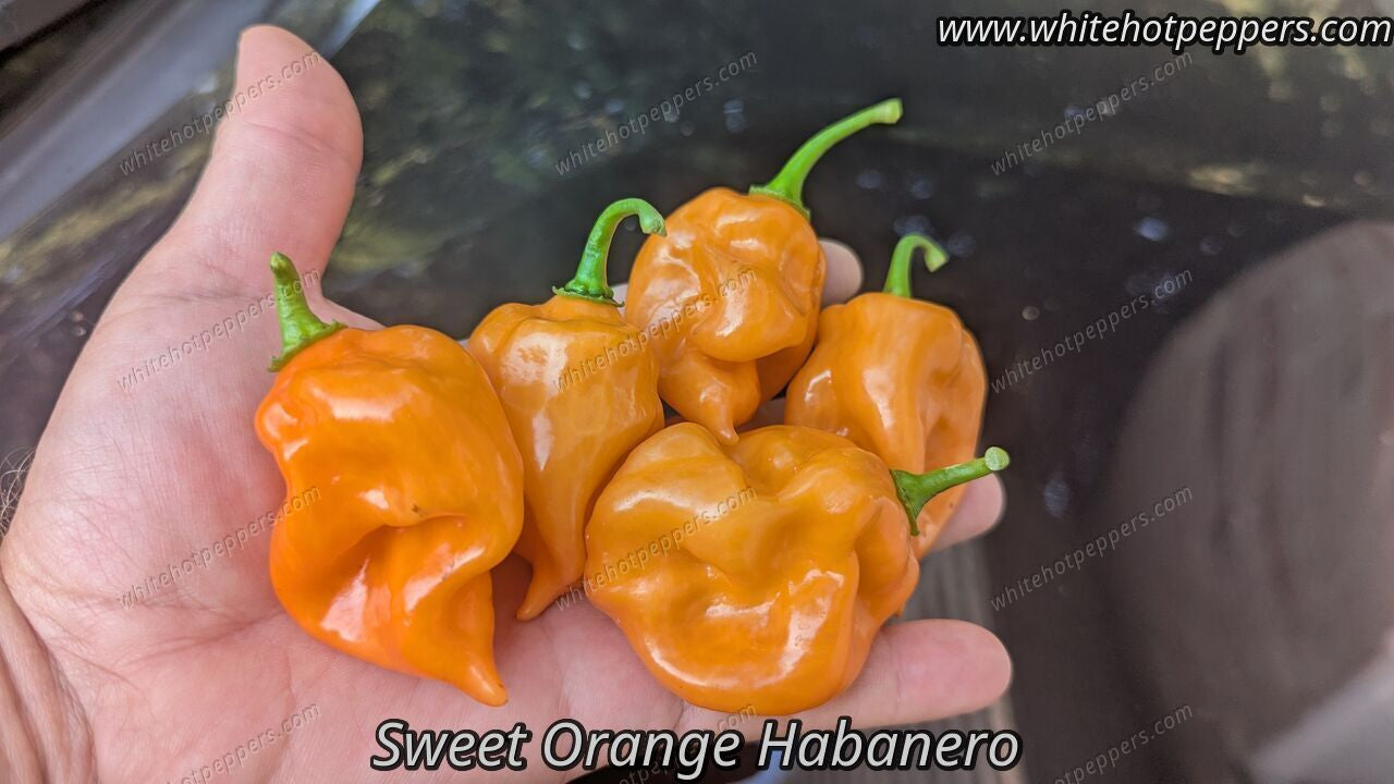 thumbnail image 2 of 20 Fresh Sweet Yellow Habanero Pepper Seeds - 2024 Harvest, Non-GMO Heirloom 2 of 3
