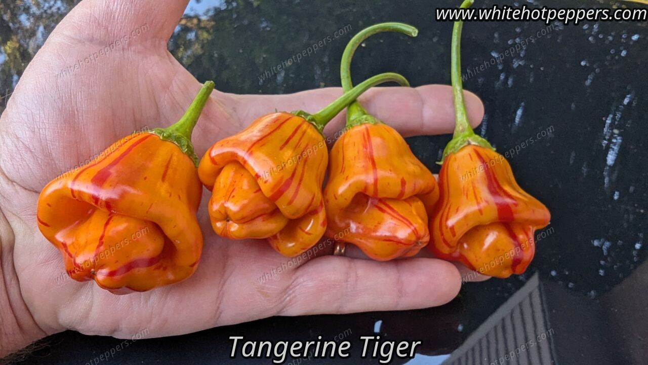 Tangerine Tiger - Pepper Seeds - White Hot Peppers