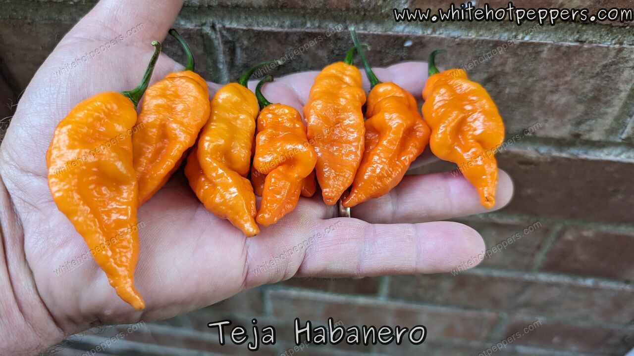 Teja Habanero - Pepper Seeds - White Hot Peppers