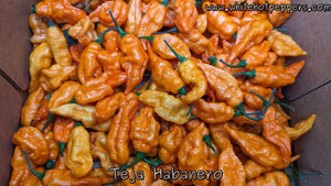 Teja Habanero - Pepper Seeds - White Hot Peppers