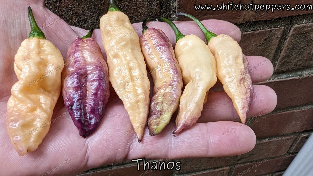 Thanos - Pepper Seeds - White Hot Peppers