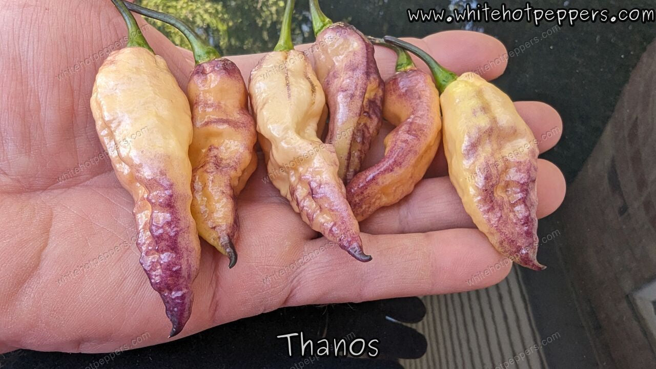 Thanos - Pepper Seeds - White Hot Peppers
