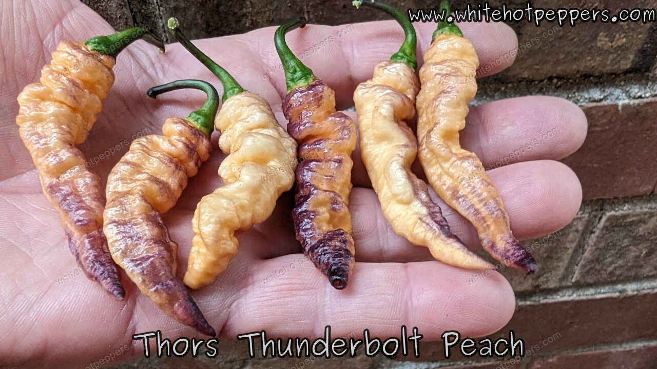 Thor's Thunderbolt Peach - Pepper Seeds - White Hot Peppers