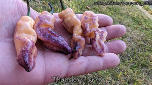 Thunderstorm - Pepper Seeds - White Hot Peppers