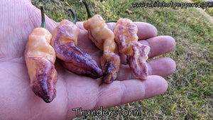 Thunderstorm - Pepper Seeds - White Hot Peppers