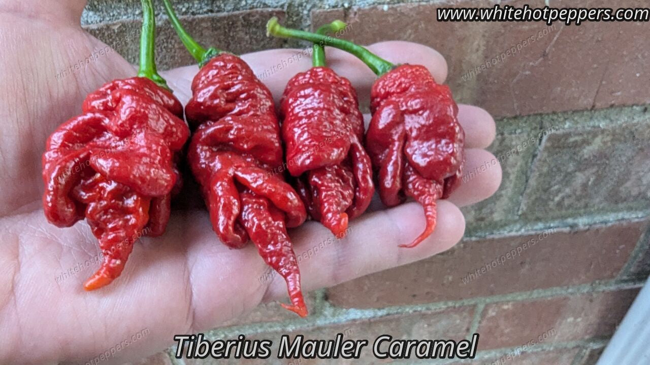 Tiberius Mauler Caramel - Pepper Seeds - White Hot Peppers