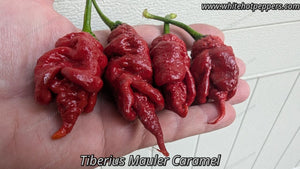 Tiberius Mauler Caramel - Pepper Seeds - White Hot Peppers
