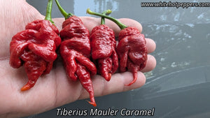 Tiberius Mauler Caramel - Pepper Seeds - White Hot Peppers