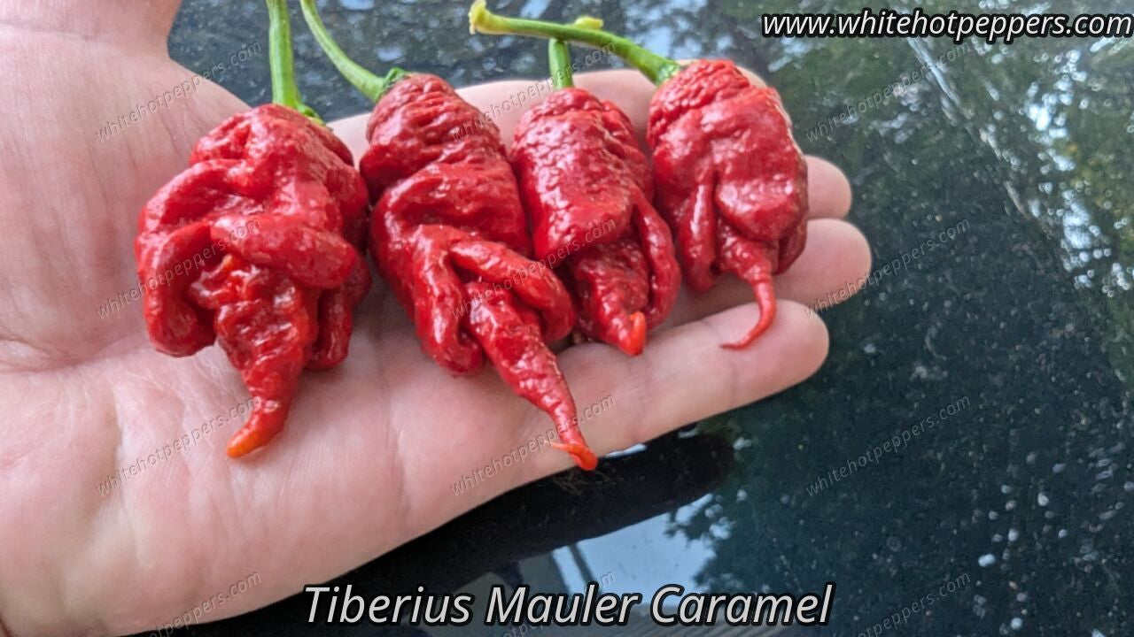 Tiberius Mauler Caramel - Pepper Seeds - White Hot Peppers