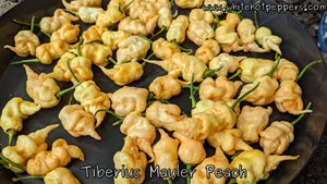 Tiberius Mauler Peach - Pepper Seeds - White Hot Peppers