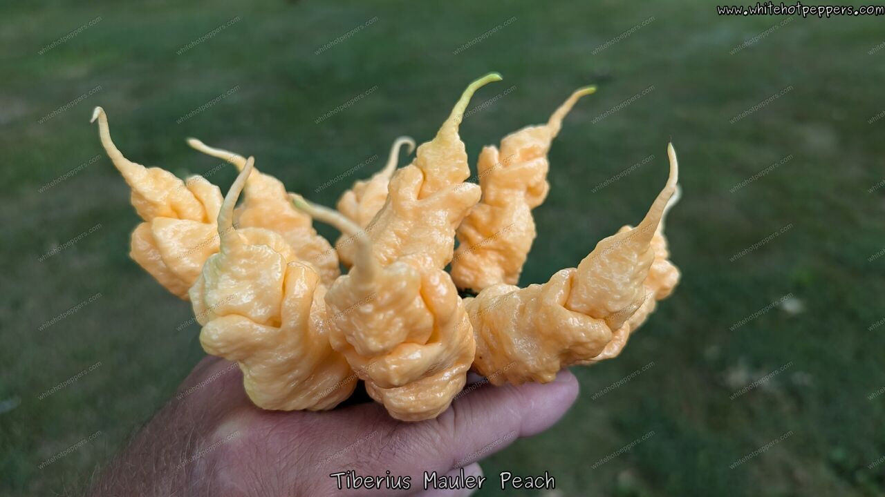 Tiberius Mauler Peach - Pepper Seeds - White Hot Peppers