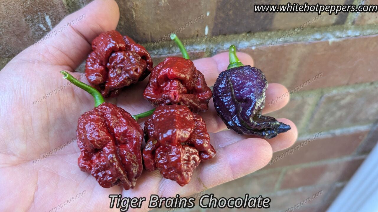 Tiger Brains Chocolate - Pepper Seeds - White Hot Peppers
