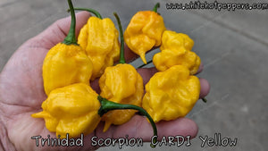 Trinidad Scorpion CARDI Yellow - Pepper Seeds - White Hot Peppers
