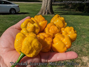 Trinidad Scorpion Moruga Yellow - Pepper Seeds - White Hot Peppers