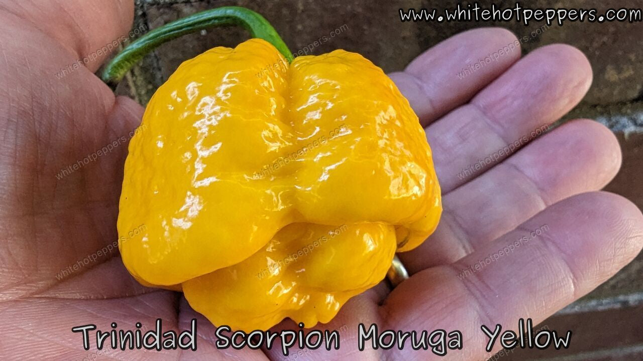 Trinidad Scorpion Moruga Yellow - Pepper Seeds - White Hot Peppers