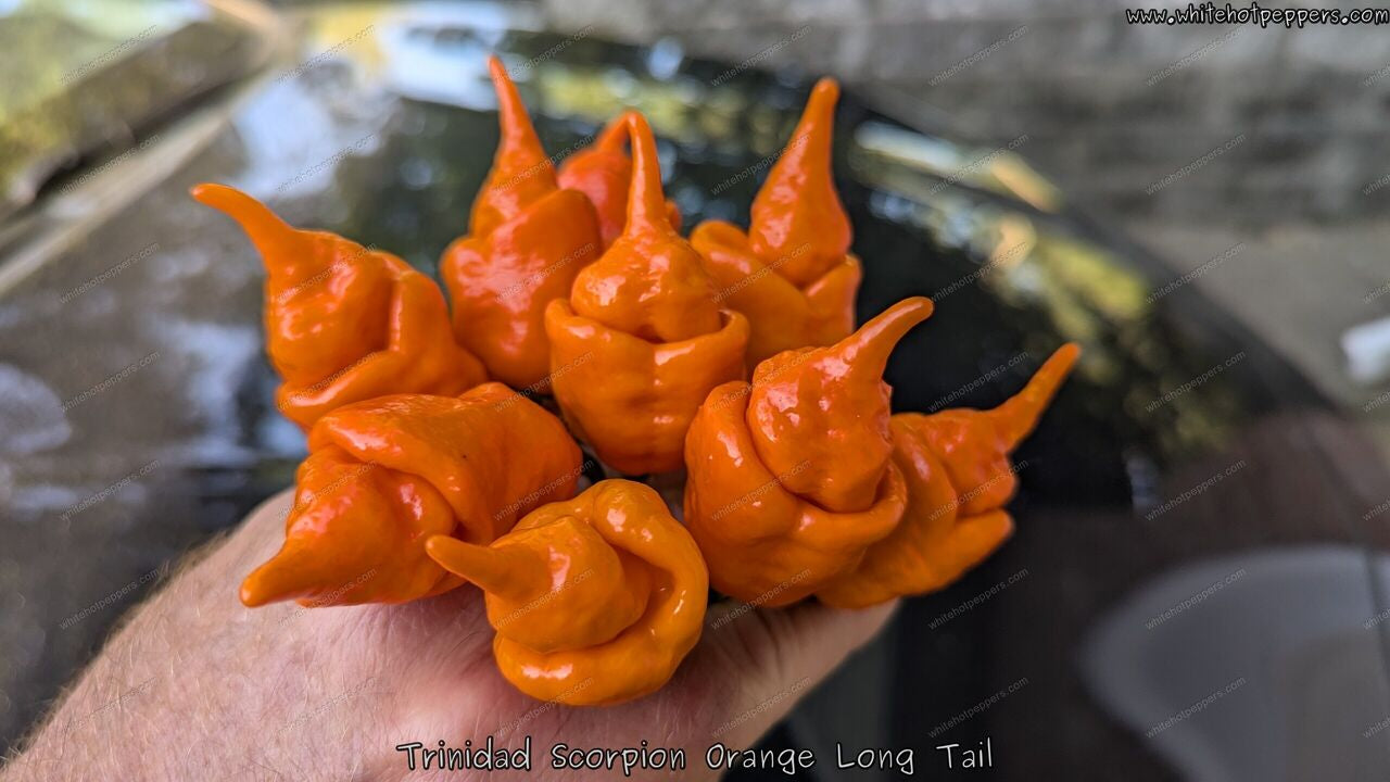 Trinidad Scorpion Orange Long Tail - White Hot Peppers LLC Trinidad Scorpion Orange Long Tail - White Hot Peppers LLC