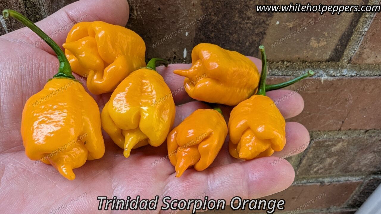 Triniadad Scorpion Orange - Pepper Seeds - White Hot Peppers