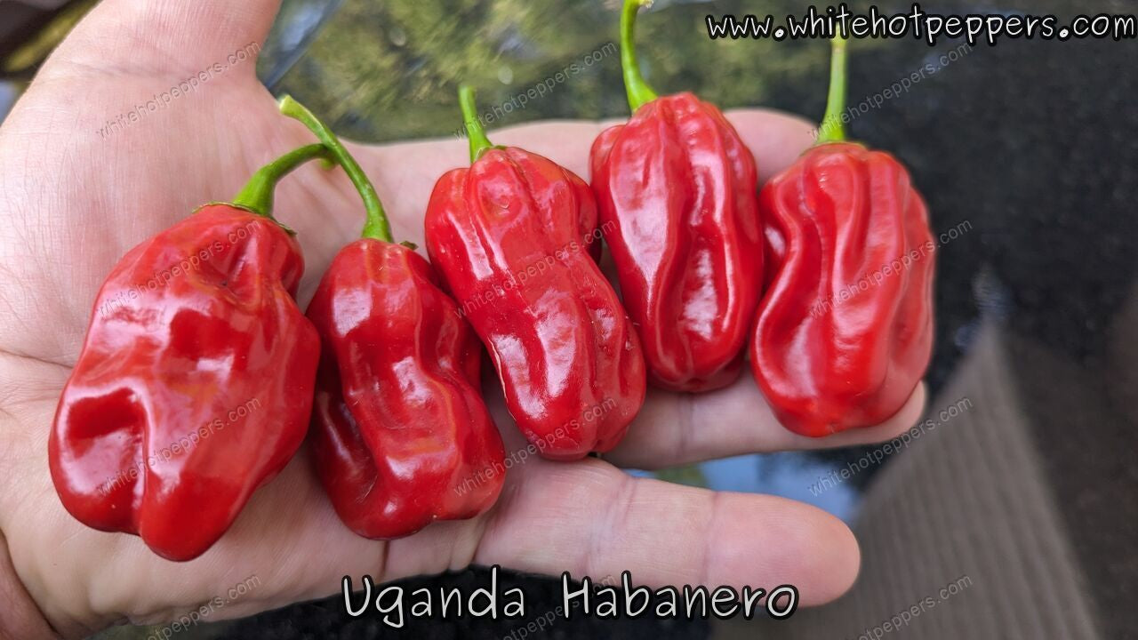 Habanero Ugandan Red - Pepper Seeds - White Hot Peppers