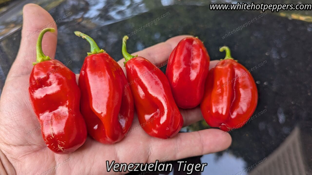 Venezuelan Tiger - Pepper Seeds - White Hot Peppers