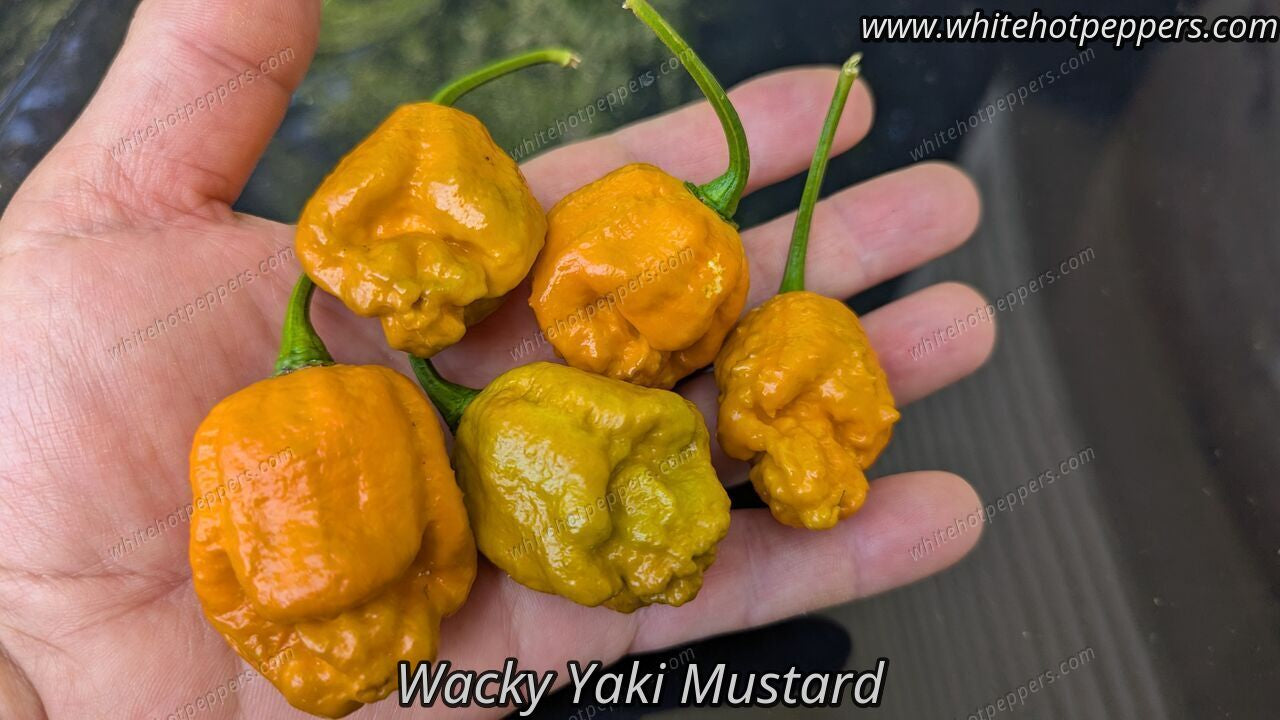 Wacky Yaky Mustard - Pepper Seeds - White Hot Peppers