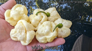 White Moruga - Pepper Seeds - White Hot Peppers