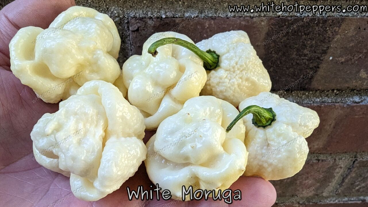 White Moruga - Pepper Seeds - White Hot Peppers