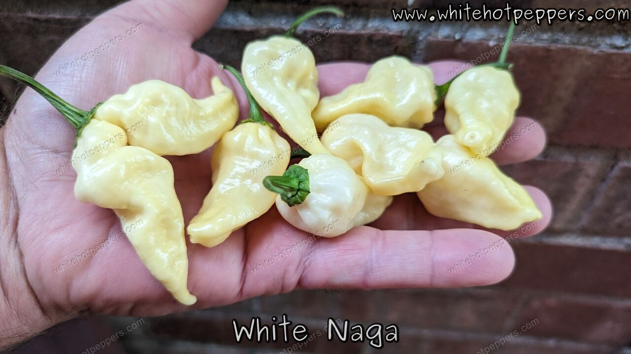 White Naga - Pepper Seeds - White Hot Peppers