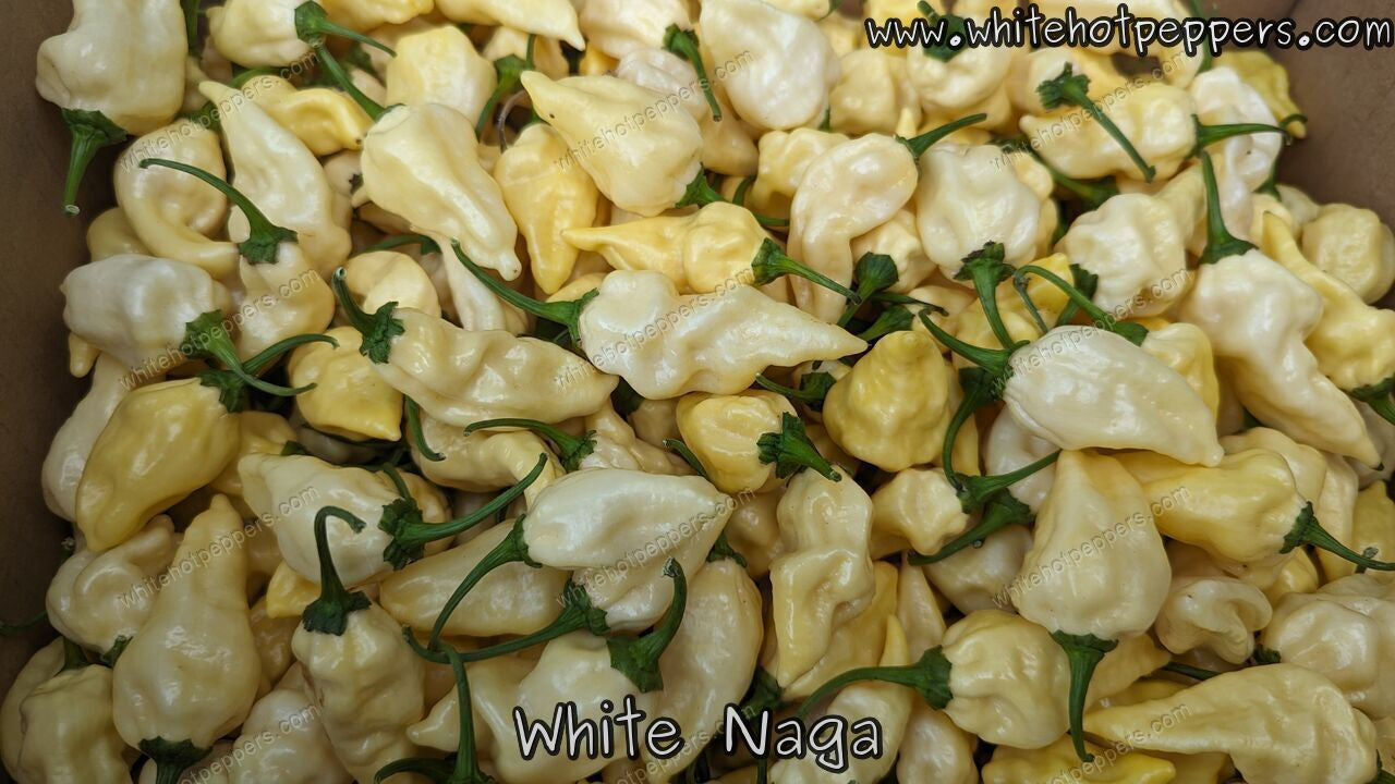 White Naga - Pepper Seeds - White Hot Peppers