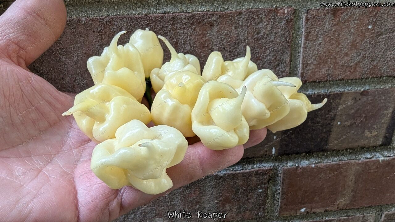White Reaper - Pepper Seeds - White Hot Peppers