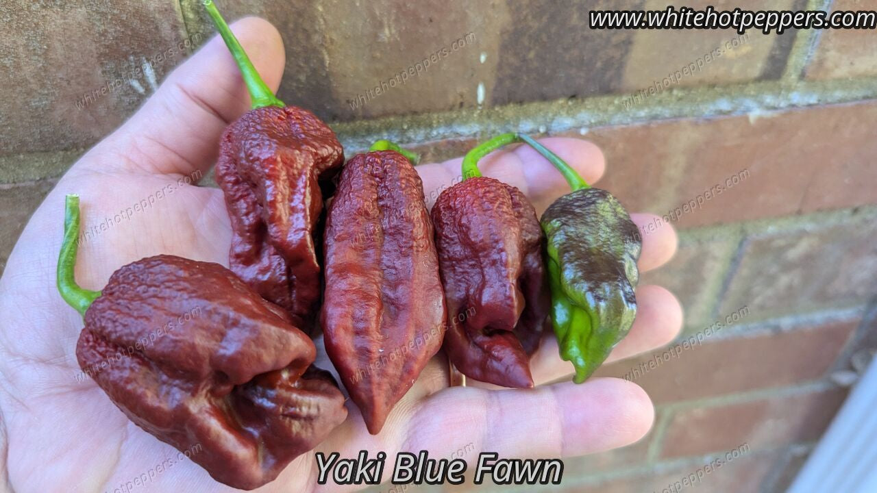 Yaki Blue Fawn - Pepper Seeds - White Hot Peppers