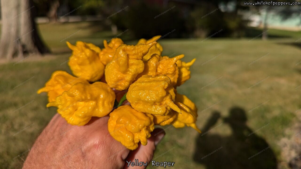 Yellow Reaper - Pepper Seeds - White Hot Peppers