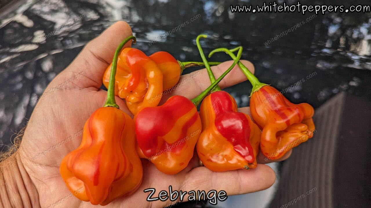 Zébrange - Pepper Seeds - White Hot Peppers