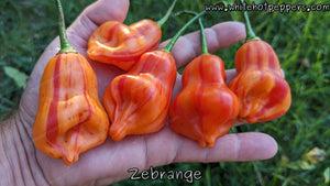 Zébrange - Pepper Seeds - White Hot Peppers