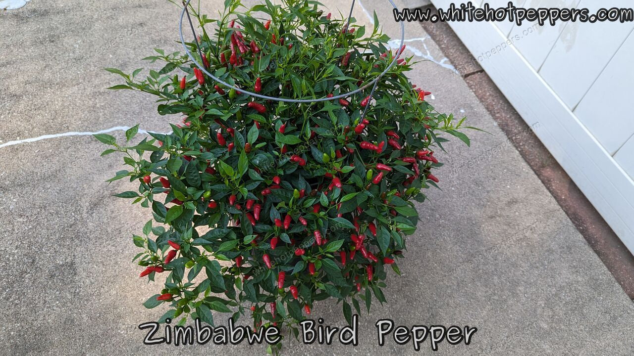 Zimbabwe Bird Pepper - Pepper Seeds - White Hot Peppers