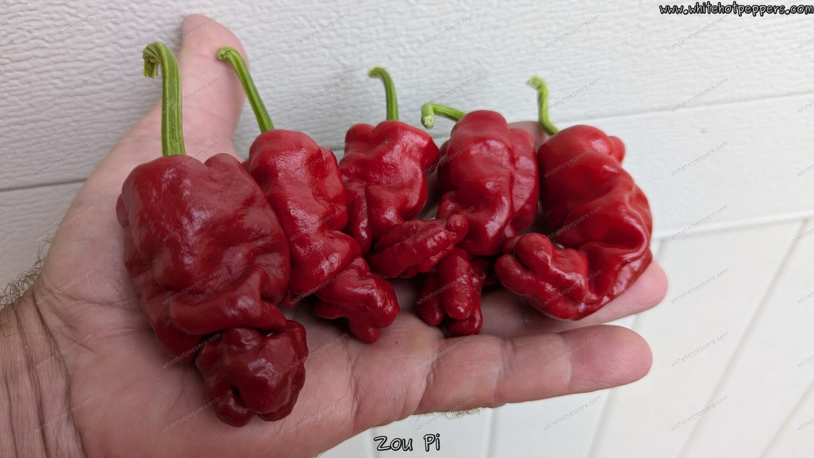 Zou Pi - Pepper Seeds - White Hot Peppers