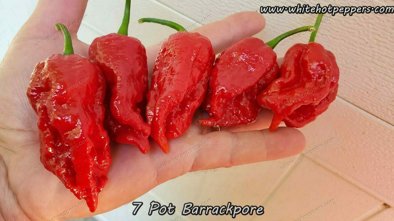 7 Pot Barrackpore - Pepper Seeds - White Hot Peppers