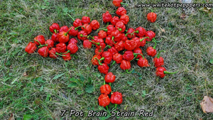 7 Pot Brain Strain Red - Pepper Seeds - White Hot Peppers