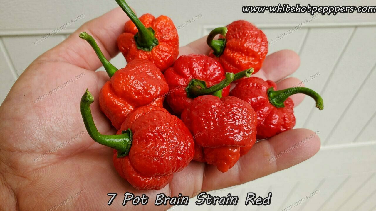 7 Pot Brain Strain Red - Pepper Seeds - White Hot Peppers
